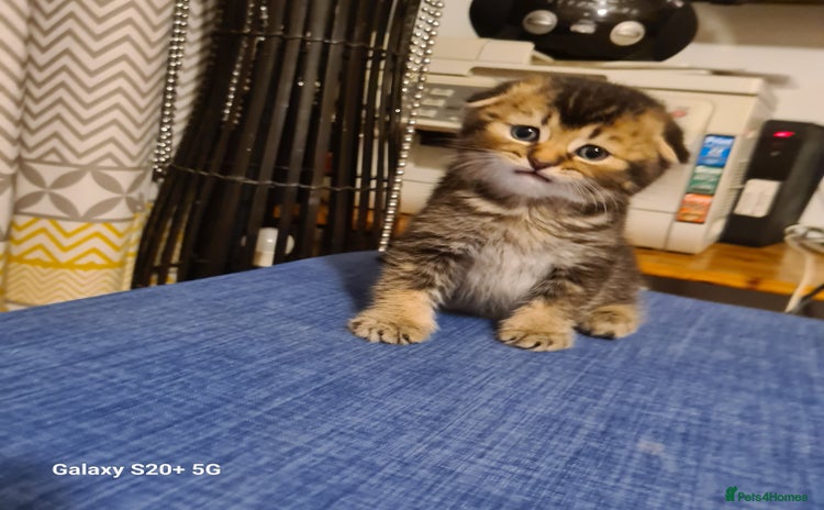 Scottish Fold cats - Advert 3