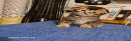 Scottish Fold cats for sale: Scottish fold/straight looking for home  - Advert 23