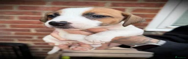 Jack Russell 2