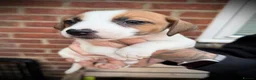 Jack Russell dogs for sale: 2 jack Russell puppies - Advert 15