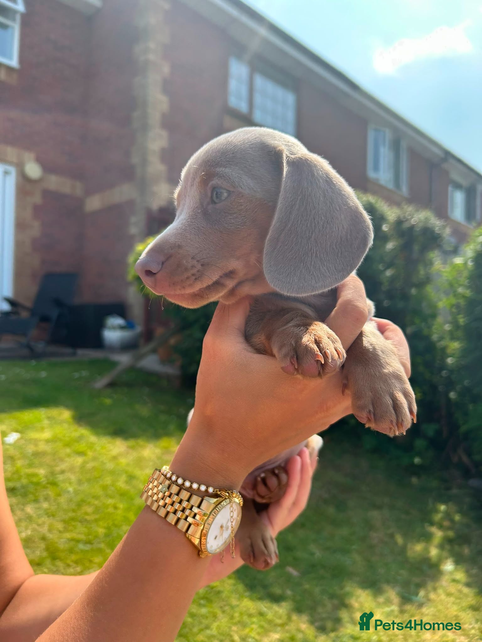 Dachshund dogs Beautiful Dachshund Boy – 9 Weeks Old – Ready Now - Advert 7