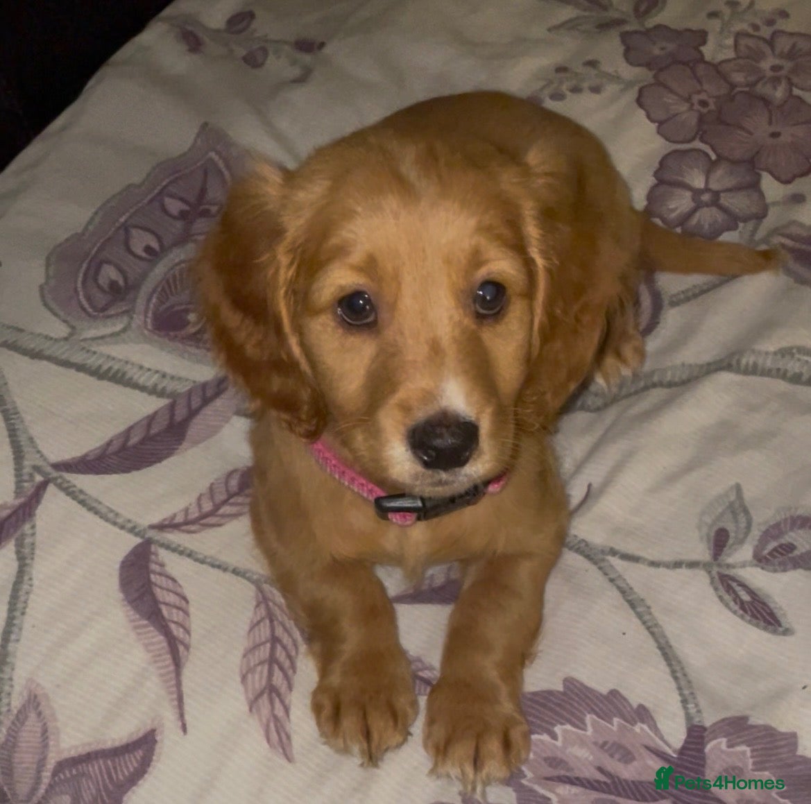 Cockapoo dogs for sale: 1 LEFT Female F1 Cockapoo Ready To Go - Advert 1