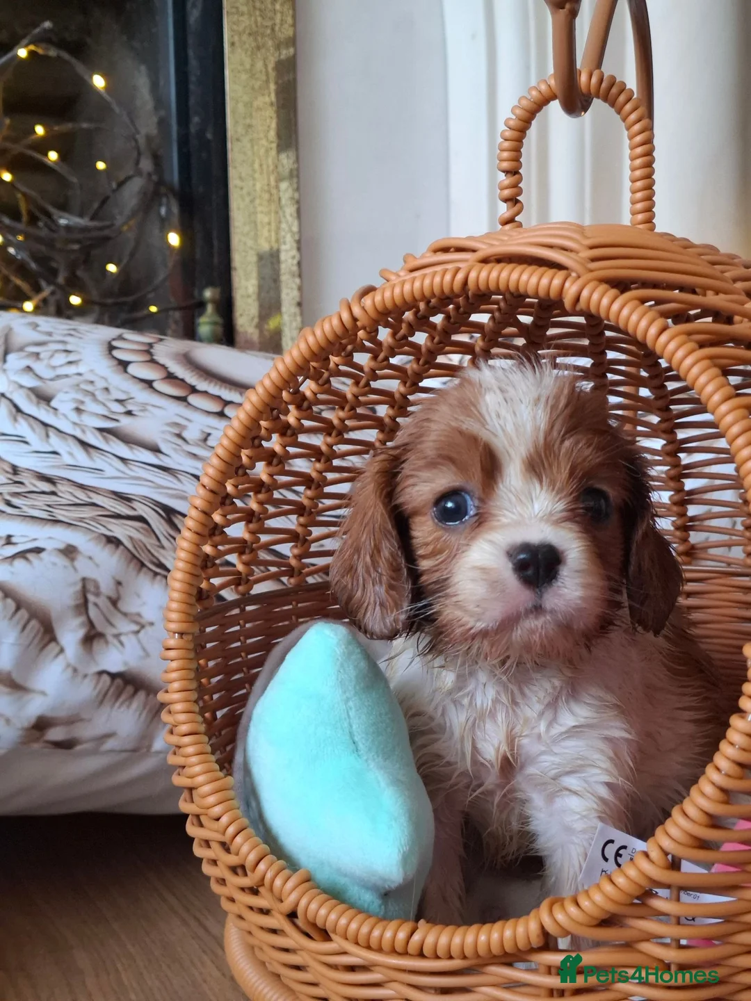 Cavalier King Charles Spaniel dogs for sale: 2 Tricolour Boys & 1 Blenheim Girl - Advert 2