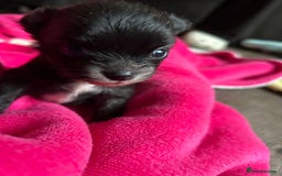 Pomchi dogs for sale: 2 beautiful tiny little Pomchi girls - Image 2