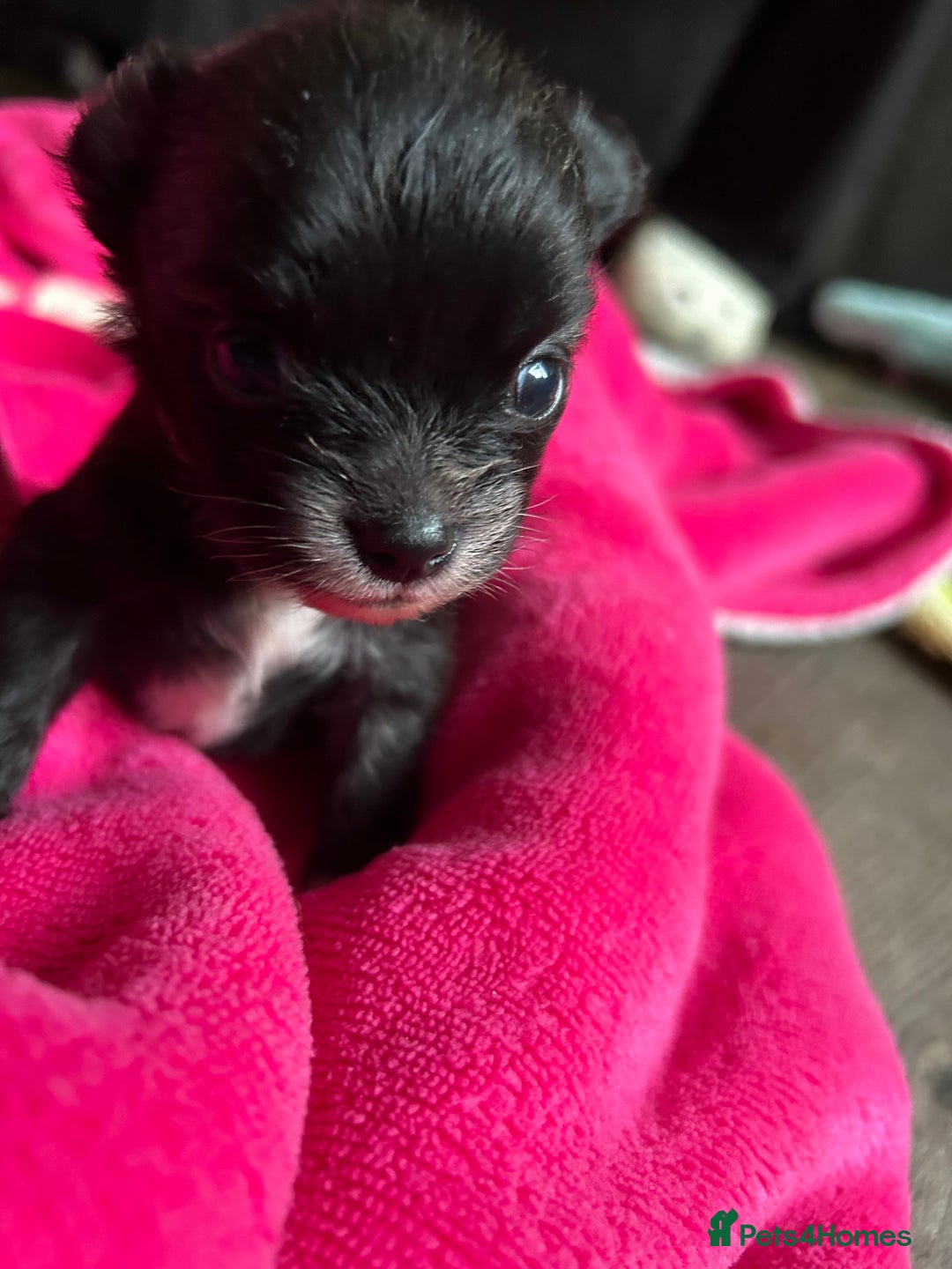 Pomchi dogs for sale: 2 beautiful tiny little Pomchi girls - Image 2