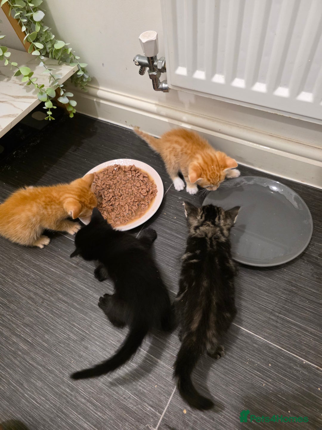 Mixed Breed cats for sale: Kittens for sale - Image 4