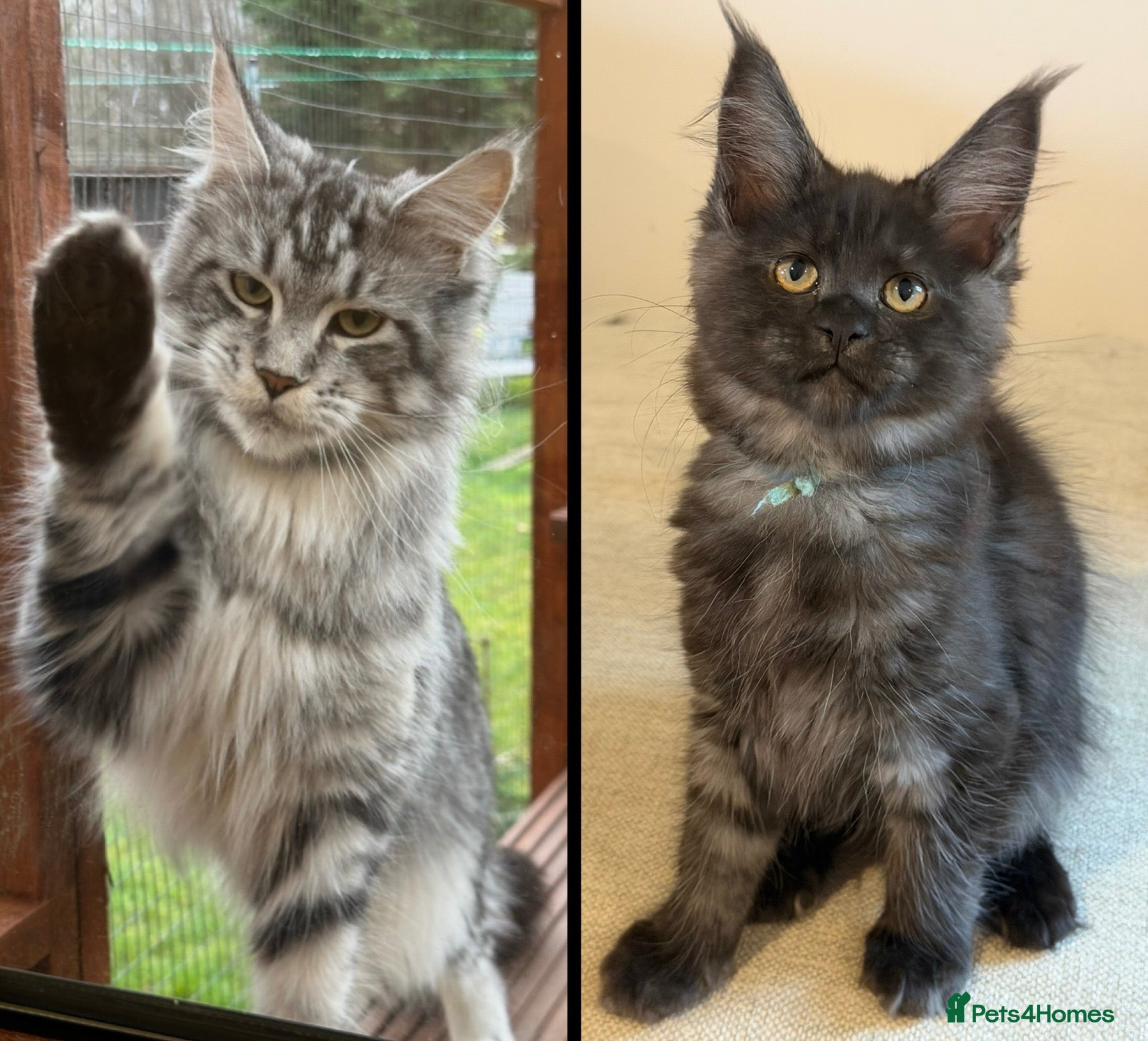 Maine Coon cats TICCA Registered MaineCoon Kittens (Pet Only)  - Advert 1