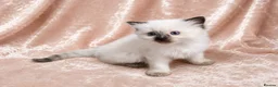 Ragdoll cats for sale: Gorgeous Ragdoll kittens - Advert 11