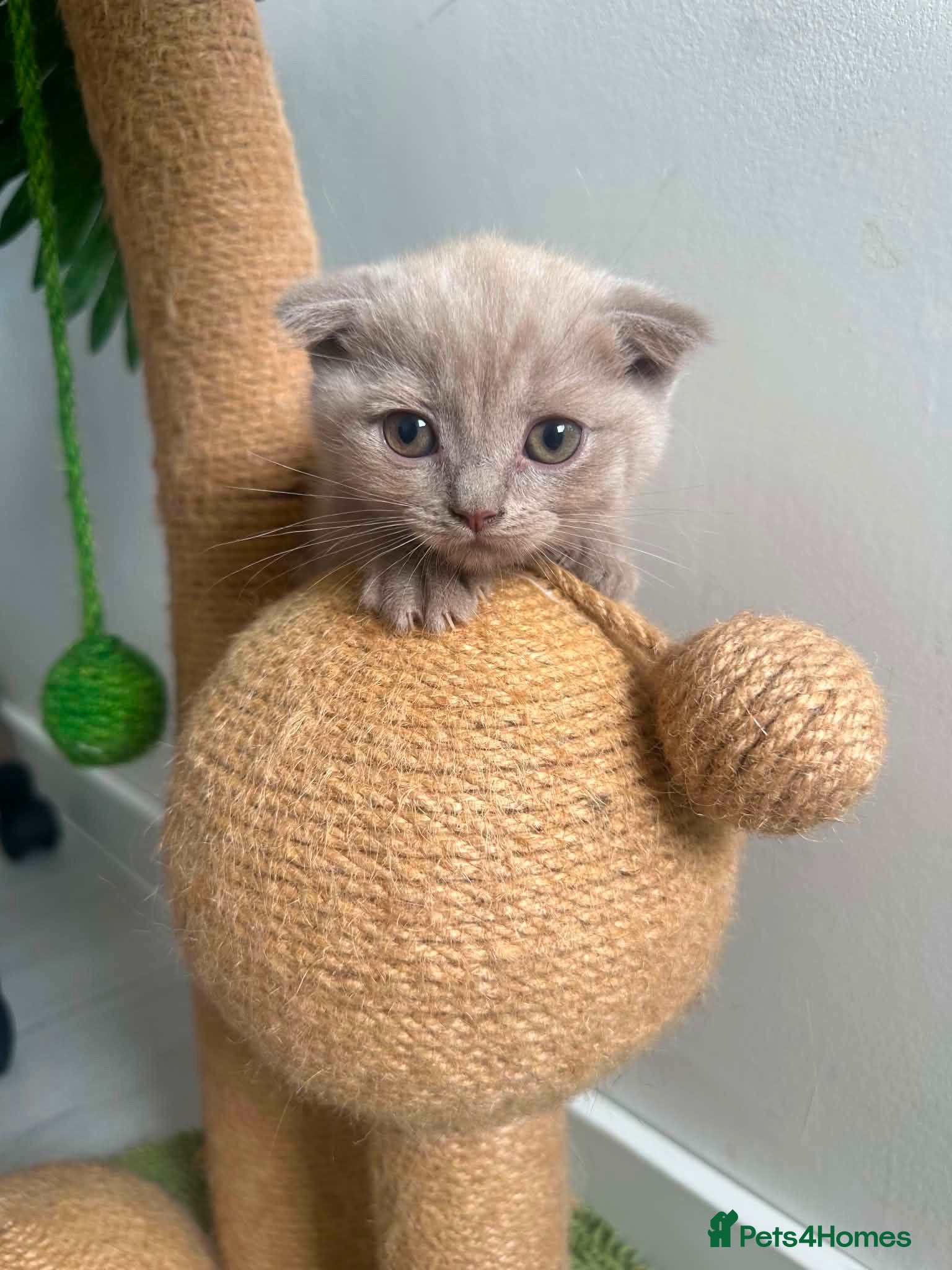 Scottish Fold cats 😻Scottish fold last boy available 🥰🥰🥰 - Advert 1