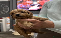 Cockapoo dogs for sale: Miniature cockapoo puppies - Image 4