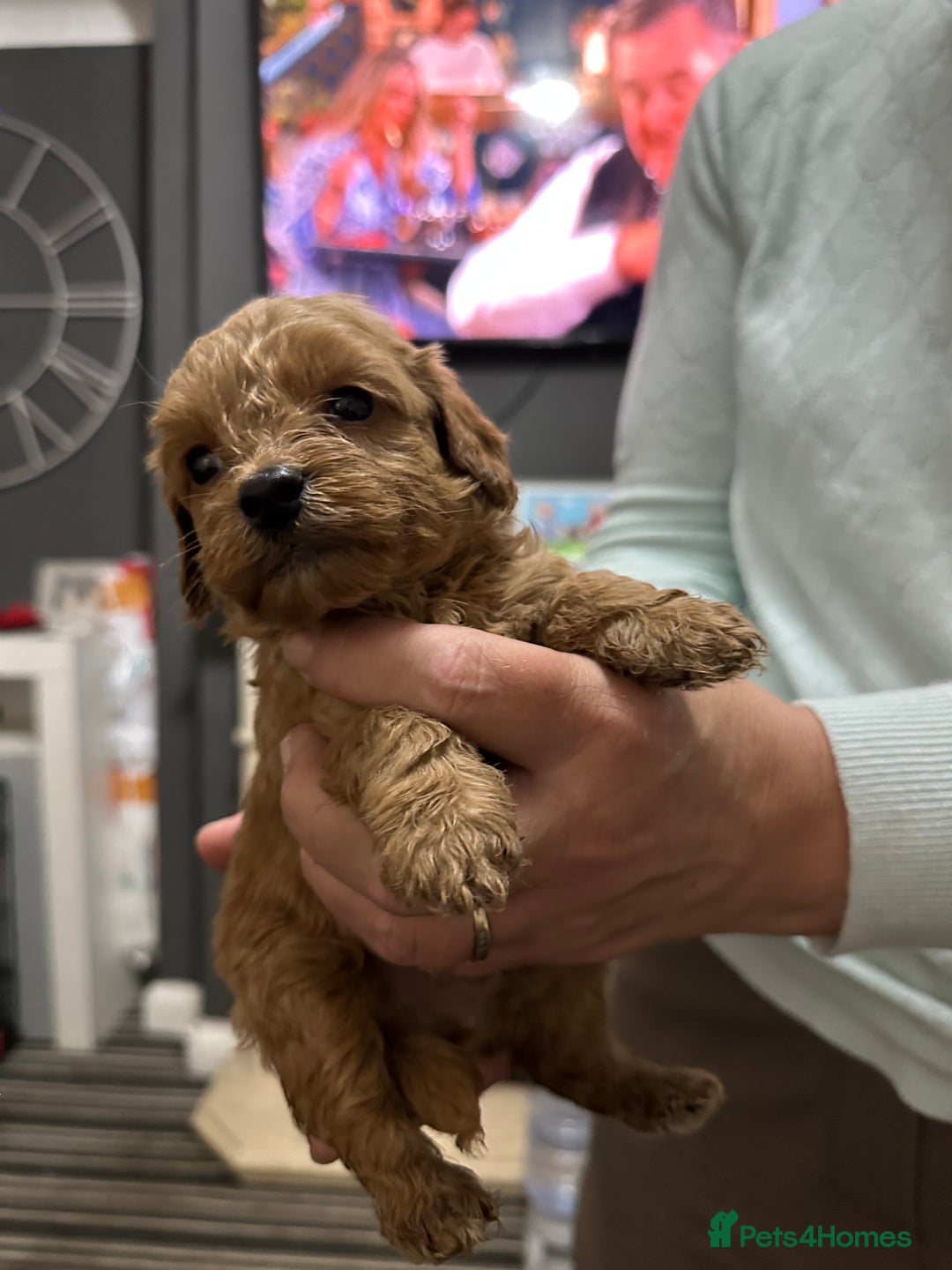 Cockapoo dogs for sale: Miniature cockapoo puppies - Image 4