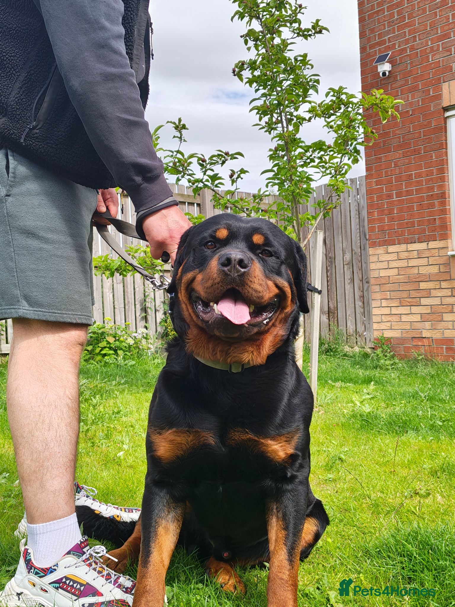 Rottweiler dogs Proven lovely nature big boy. KC registered  - Advert 2