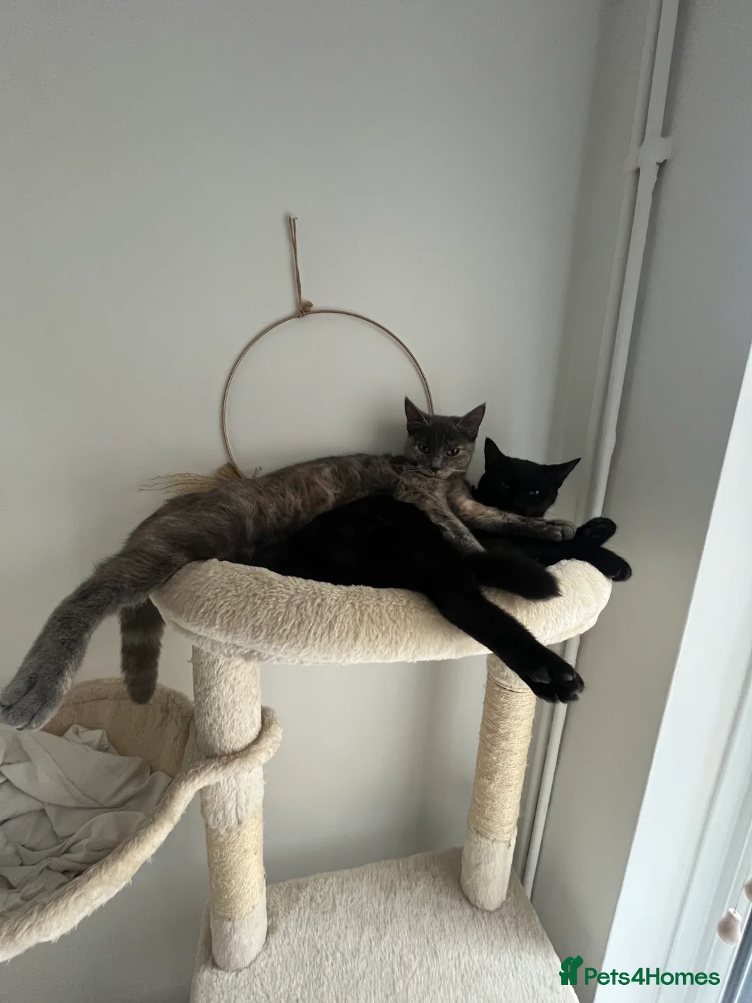 British Shorthair cats for sale: 2 sisters in Mansfield - Advert 2