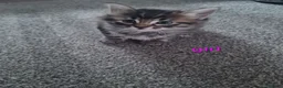 Mixed Breed cats for sale: Kittens - Advert 19