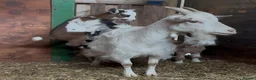 Goats livestock for sale: Kaleb and Jeremy  - Advert 14
