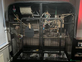 Cockatiels birds Breeding pair of birds - Advert 3