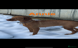 Hungarian Vizsla dogs for sale: Adult Hungarian vizslas 1 male 3 female  - Image 5