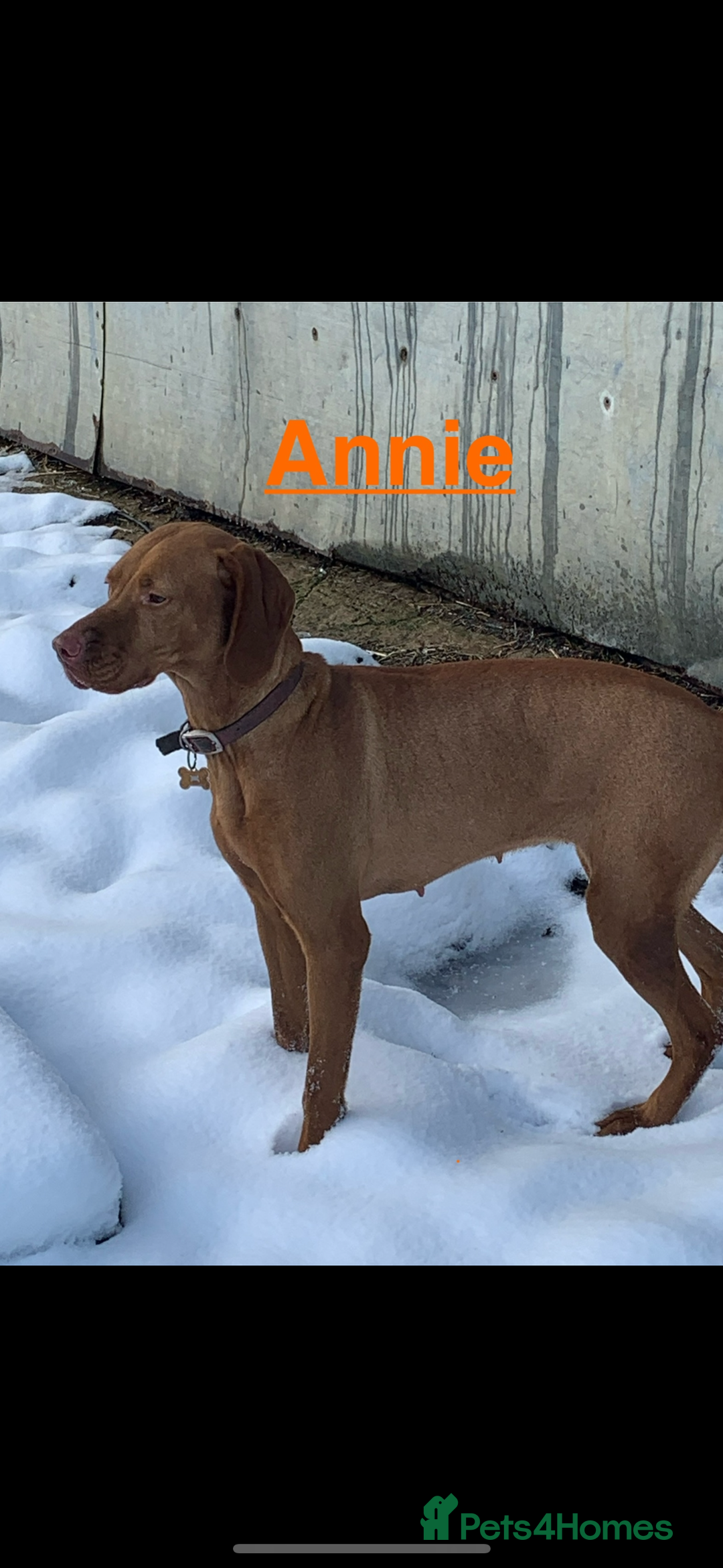 Hungarian Vizsla dogs for sale: Adult Hungarian vizslas 1 male 3 female  - Image 5