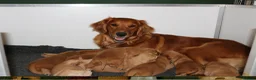 Golden Retriever dogs for sale: KC Registered Working Golden Retriever Puppies - Advert 11