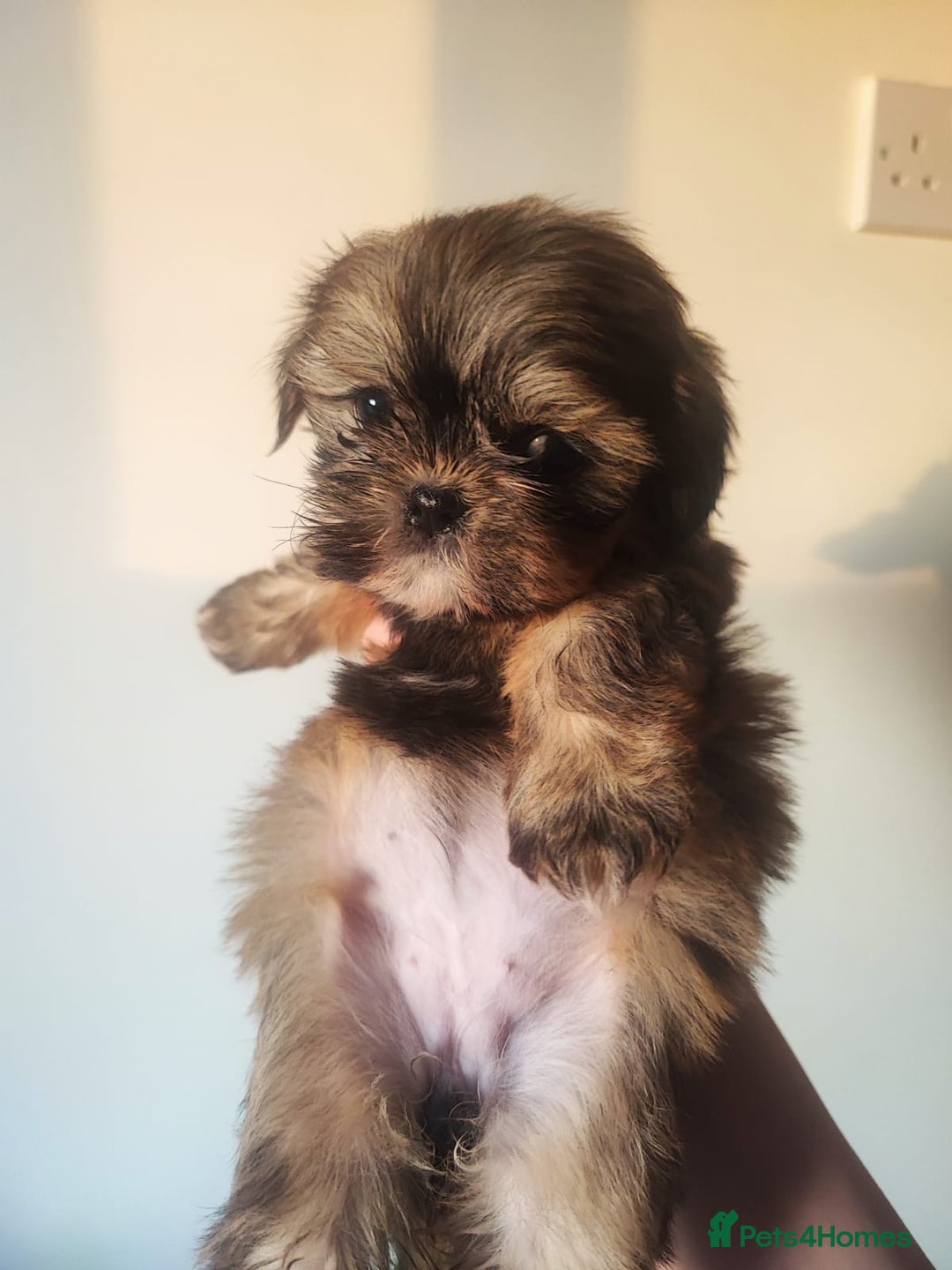 Shih Tzu dogs for sale: 8 week old shih tzu lavender puppies  - Image 5