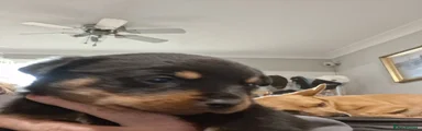 Rottweiler 1