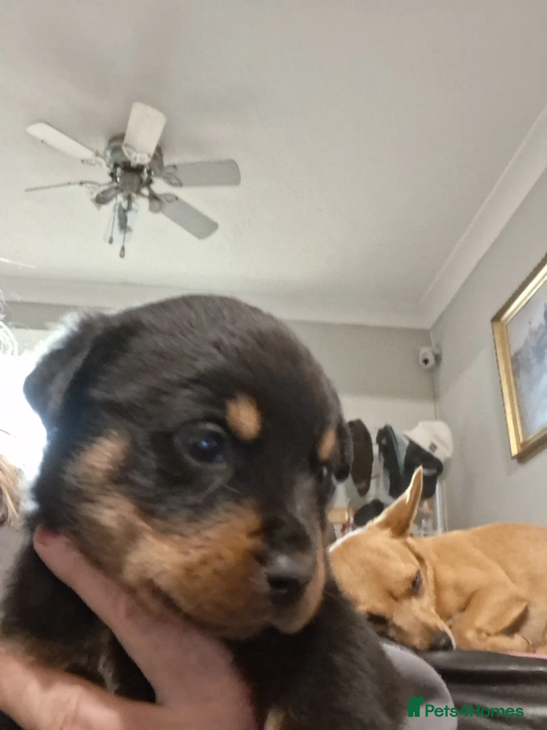 Rottweiler dogs for sale: Chunky big pups - Advert 2