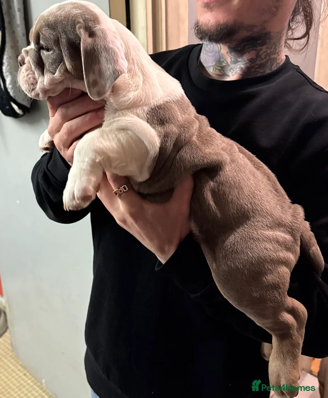 English Bulldog dogs for sale: KC English Bulldog - ready to go - Advert 7
