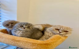 Scottish Fold cats for sale: 🦉 TOP QUALITY TICA REG SCOTTISH FOLD🦉 - Image 9