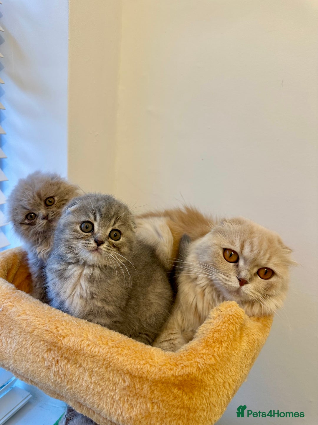 Scottish Fold cats for sale: 🦉 TOP QUALITY TICA REG SCOTTISH FOLD🦉 - Image 9