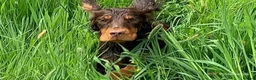 Cocker Spaniel dogs for stud: Proven Stud - Working Cocker Spaniel in Middlewich - Advert 25