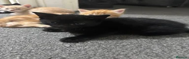 Kitten 4