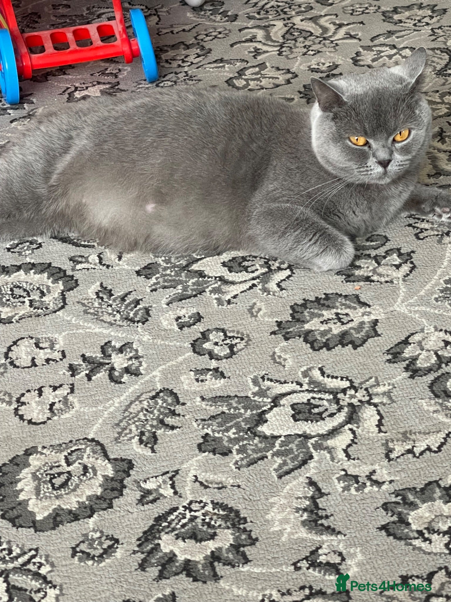 British Shorthair cats GCCF pedigree British shorthaired blues  - Advert 4