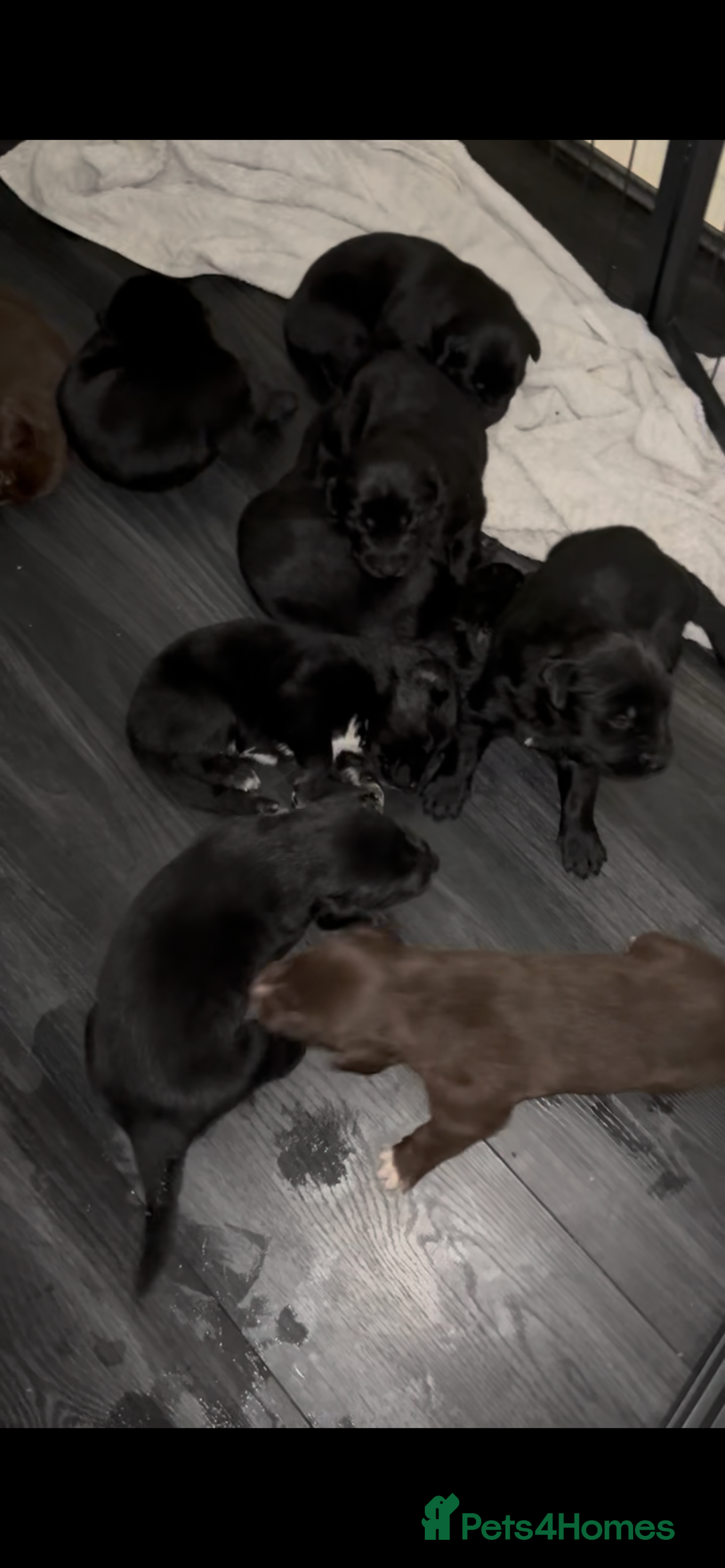 Mixed Breed dogs for sale: Belgian Shepherd x Goldador Puppies  - Advert 12