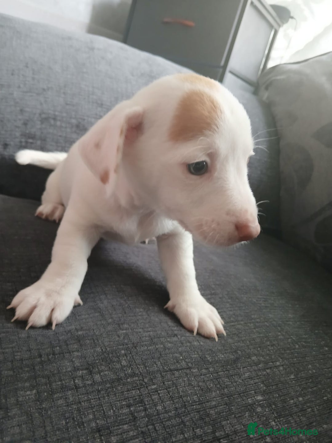 Jack Russell dogs for sale: Jack Russell puppies - Image 5