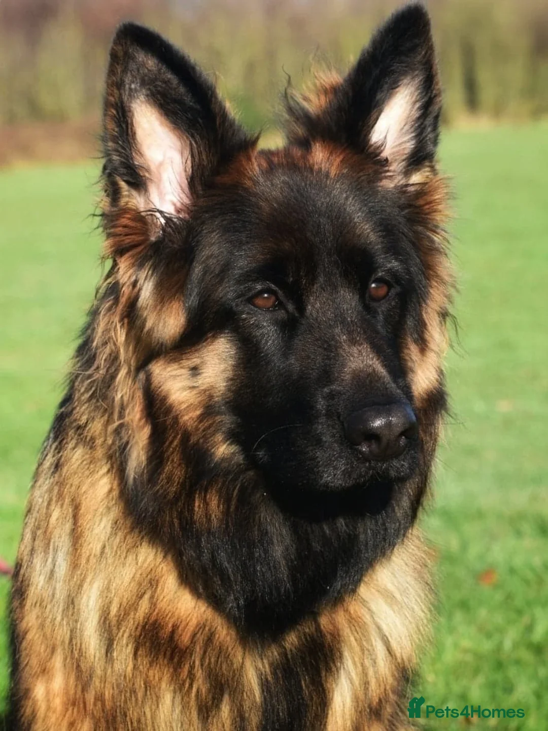 German Shepherd dogs for sale: Well socialised KC puppies, health tested parents - Advert 4