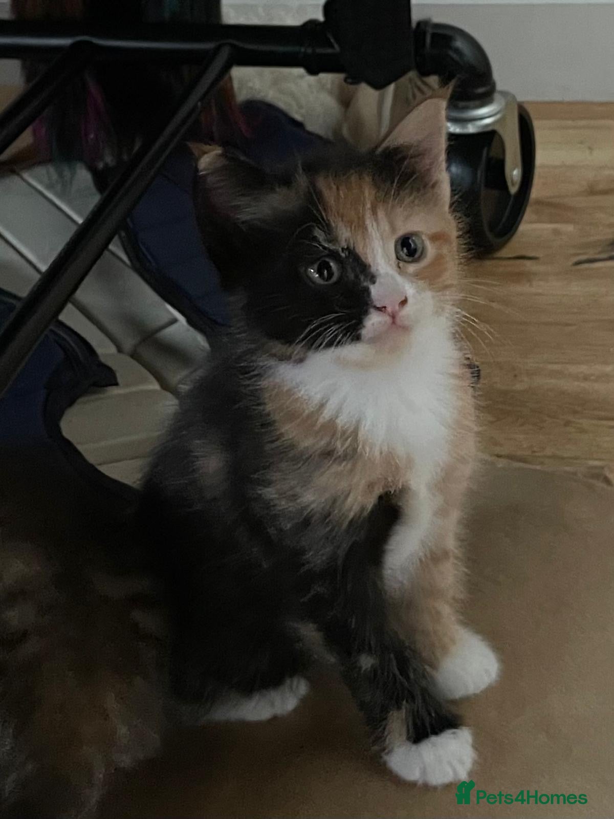Maine Coon cats for sale: Maine Coon Cross in Oxford - Advert 5