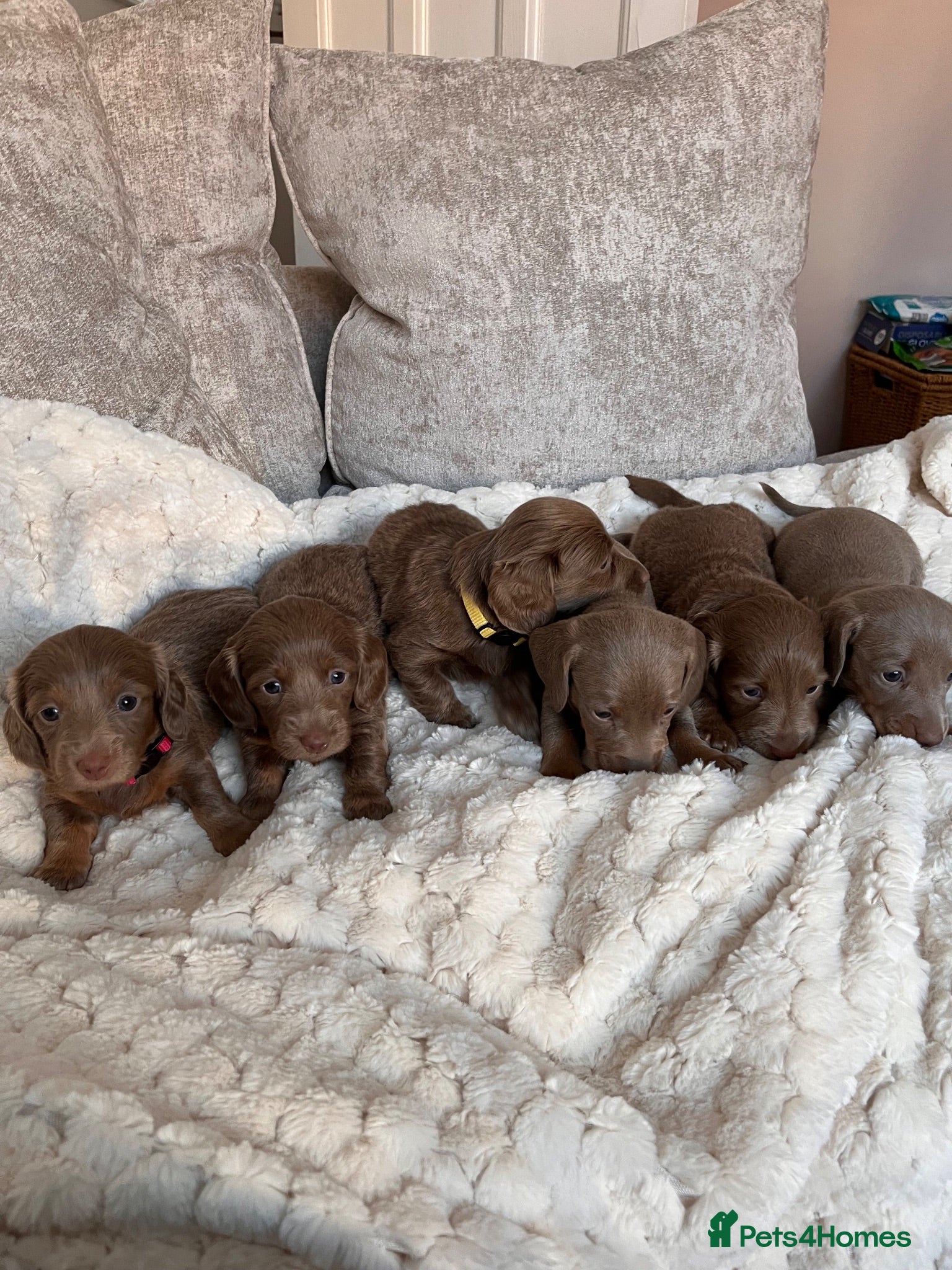 Dachshund dogs Isabella and tan dachshunds looking for new homes - Advert 5