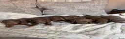 Dachshund dogs for sale: Isabella and tan dachshunds looking for new homes - Advert 1