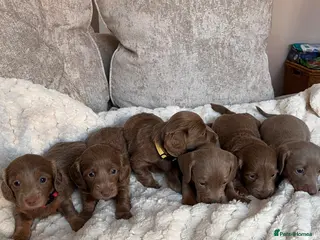 Dachshund dogs Isabella and tan miniature dachshunds 🐶REDUCED🐶 - Advert 1
