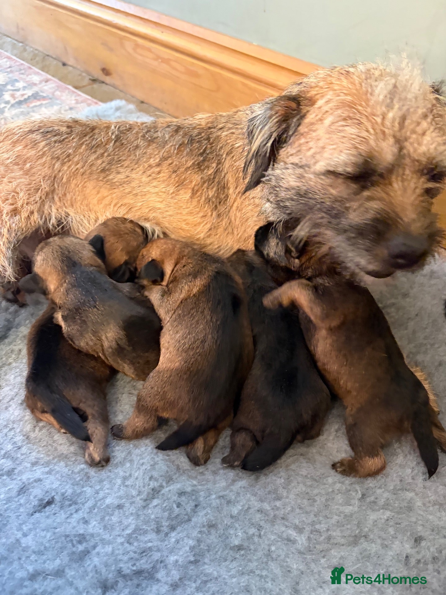 Border Terrier dogs for sale: * KC Registered Border Terrier Puppies *  - Advert 9