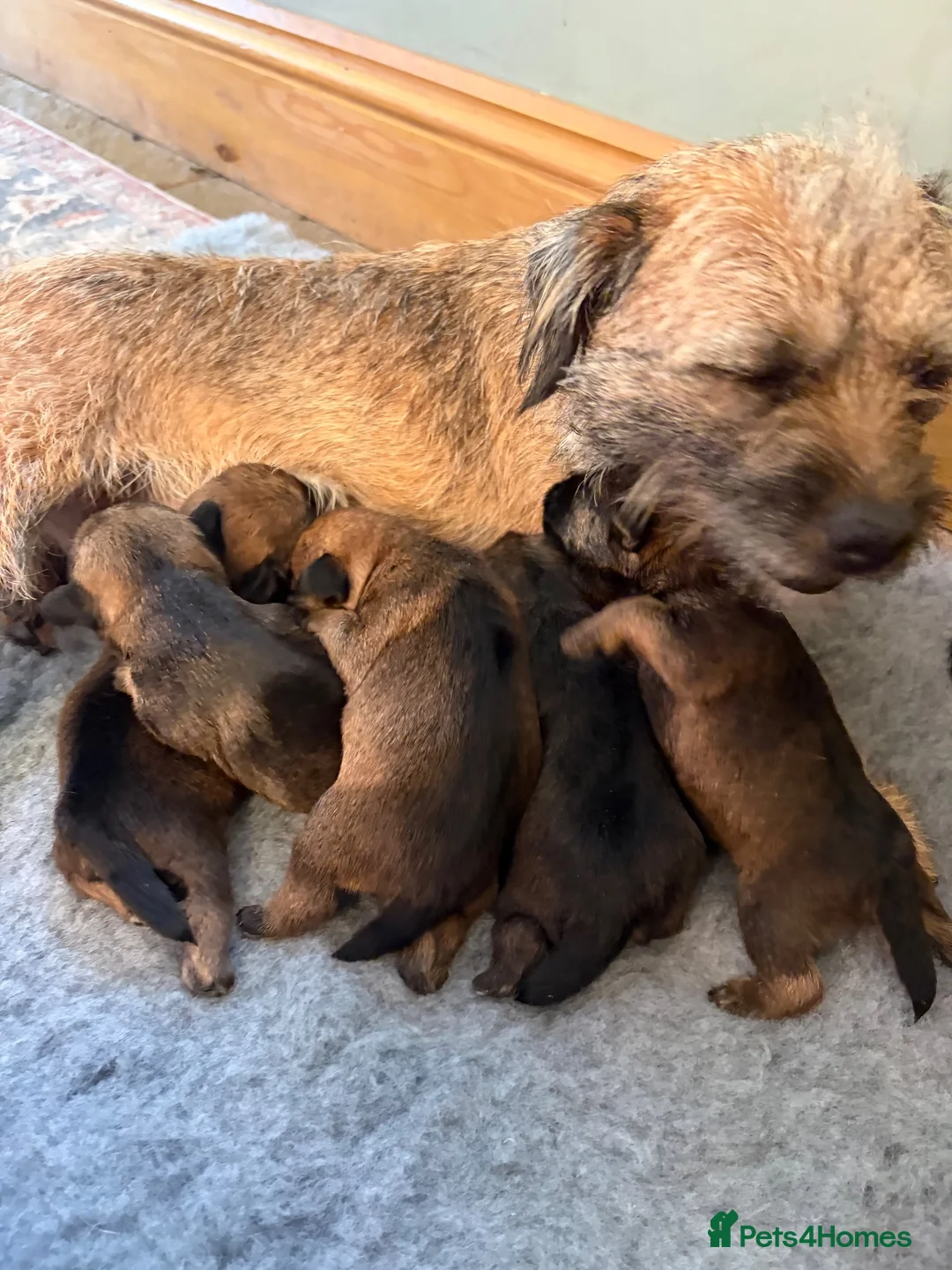 Border Terrier dogs for sale: * KC Registered Border Terrier Puppies *  - Advert 1