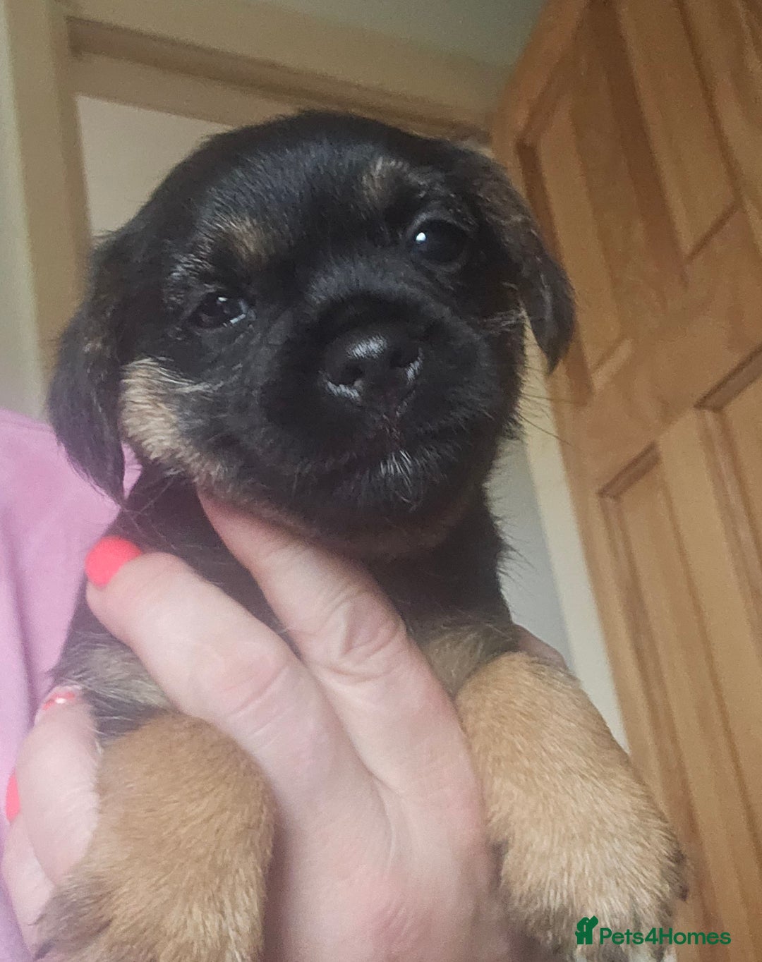 Border Terrier dogs for sale: The best border terriers - Image 9