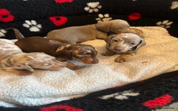 Dachshund dogs for sale: Miniature dapple chocolate boy puppies - Image 16