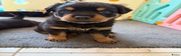Rottweiler dogs for sale: Chunky Rottweiler puppies - Advert 2