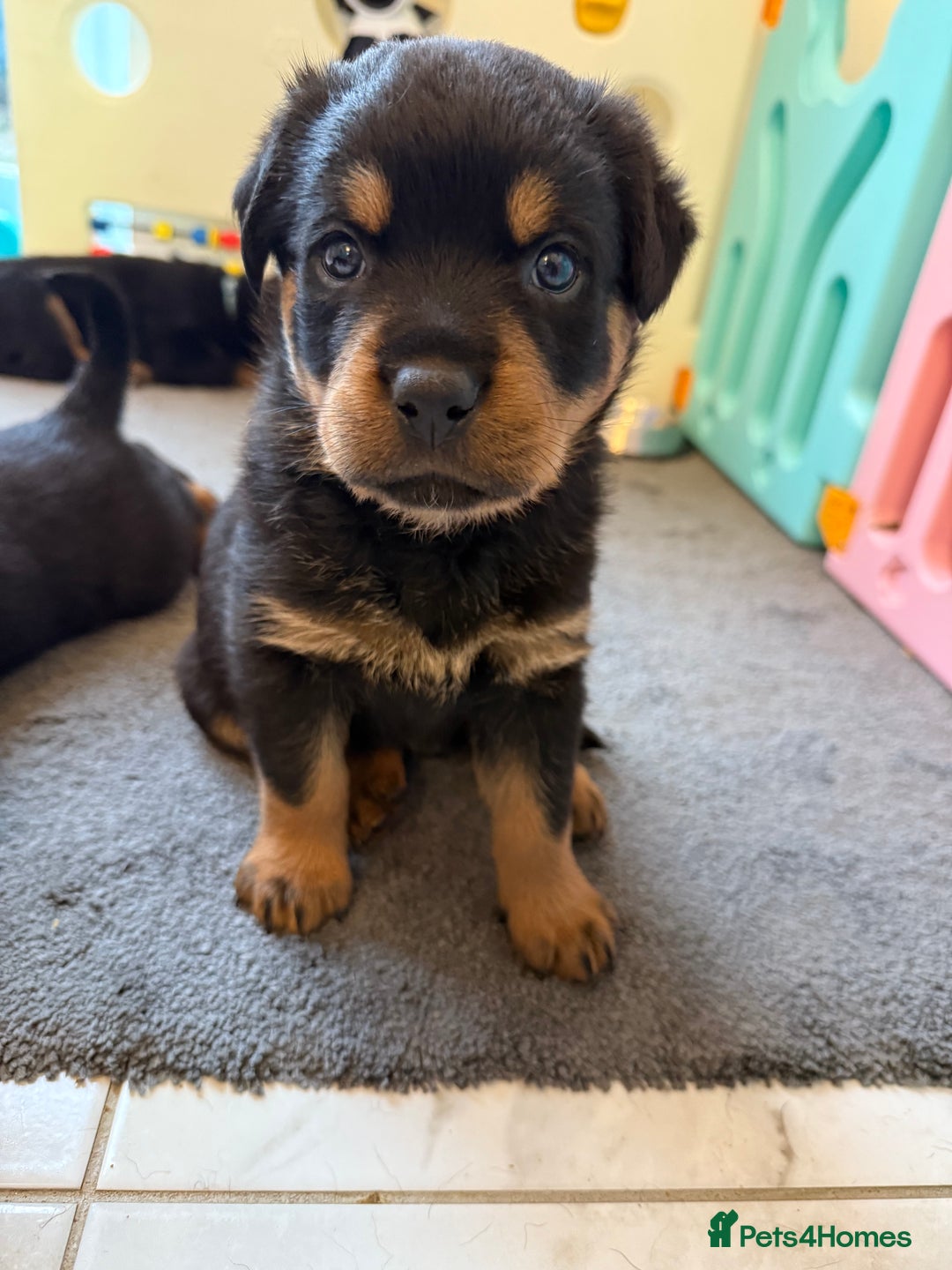 Rottweiler dogs for sale: Chunky Rottweiler puppies - Advert 2