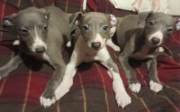Whippet dogs for sale: KC Whippet puppies - Advert 4