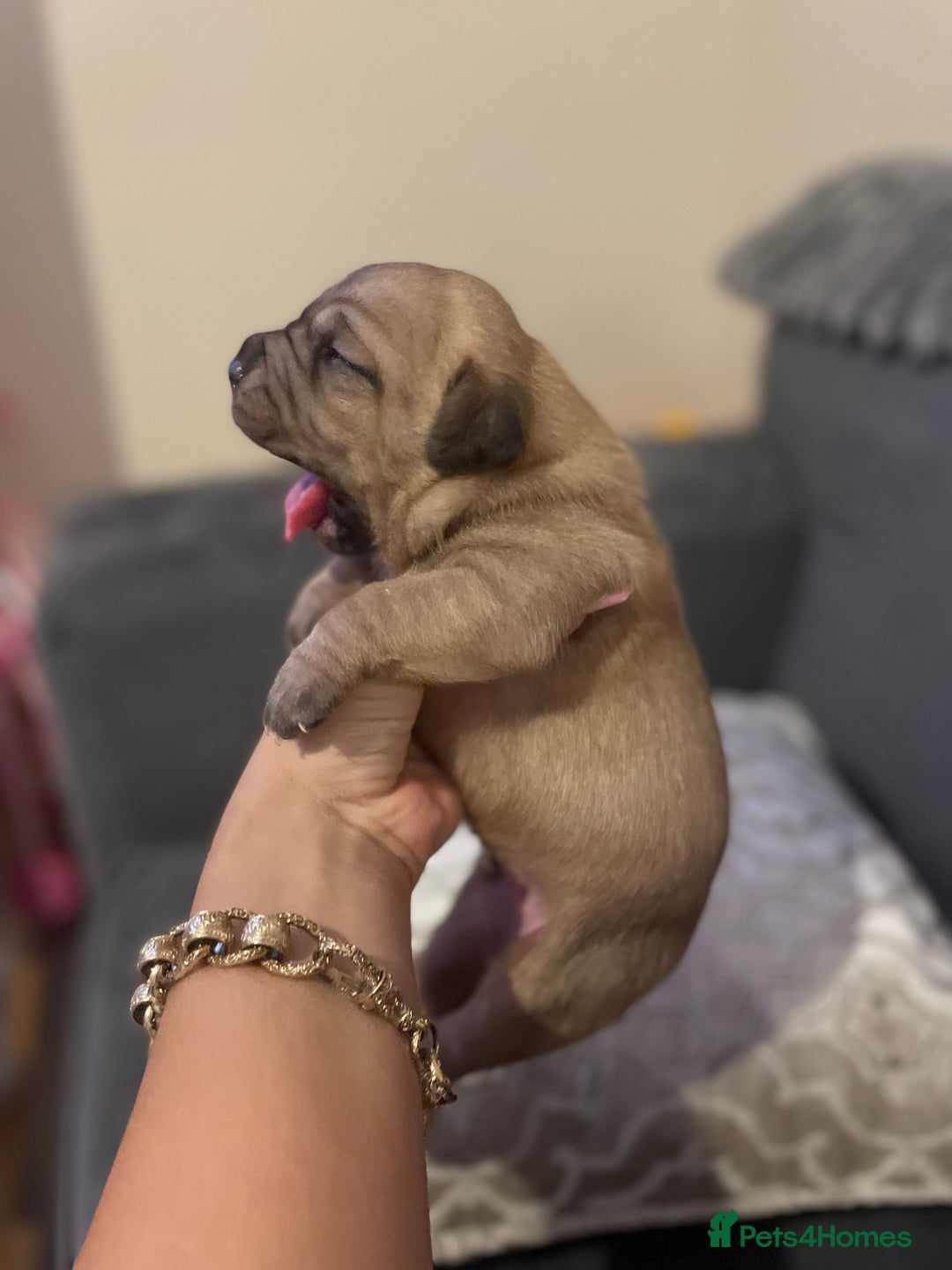 Dogue De Bordeaux dogs for sale: 3 beautiful dogue de bordeaux puppies for sale - Advert 3