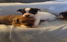 Jack Russell dogs for sale: Stunning miniature Jack Russell Puppies - Image 8