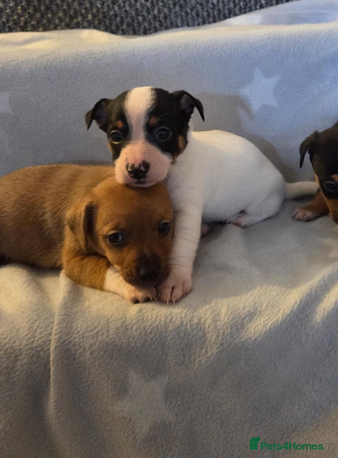 Jack Russell dogs for sale: Stunning miniature Jack Russell Puppies - Image 8