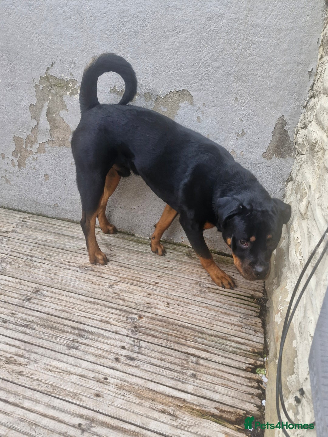 Rottweiler dogs for sale: Nico age 1 rottweiler  - Image 4